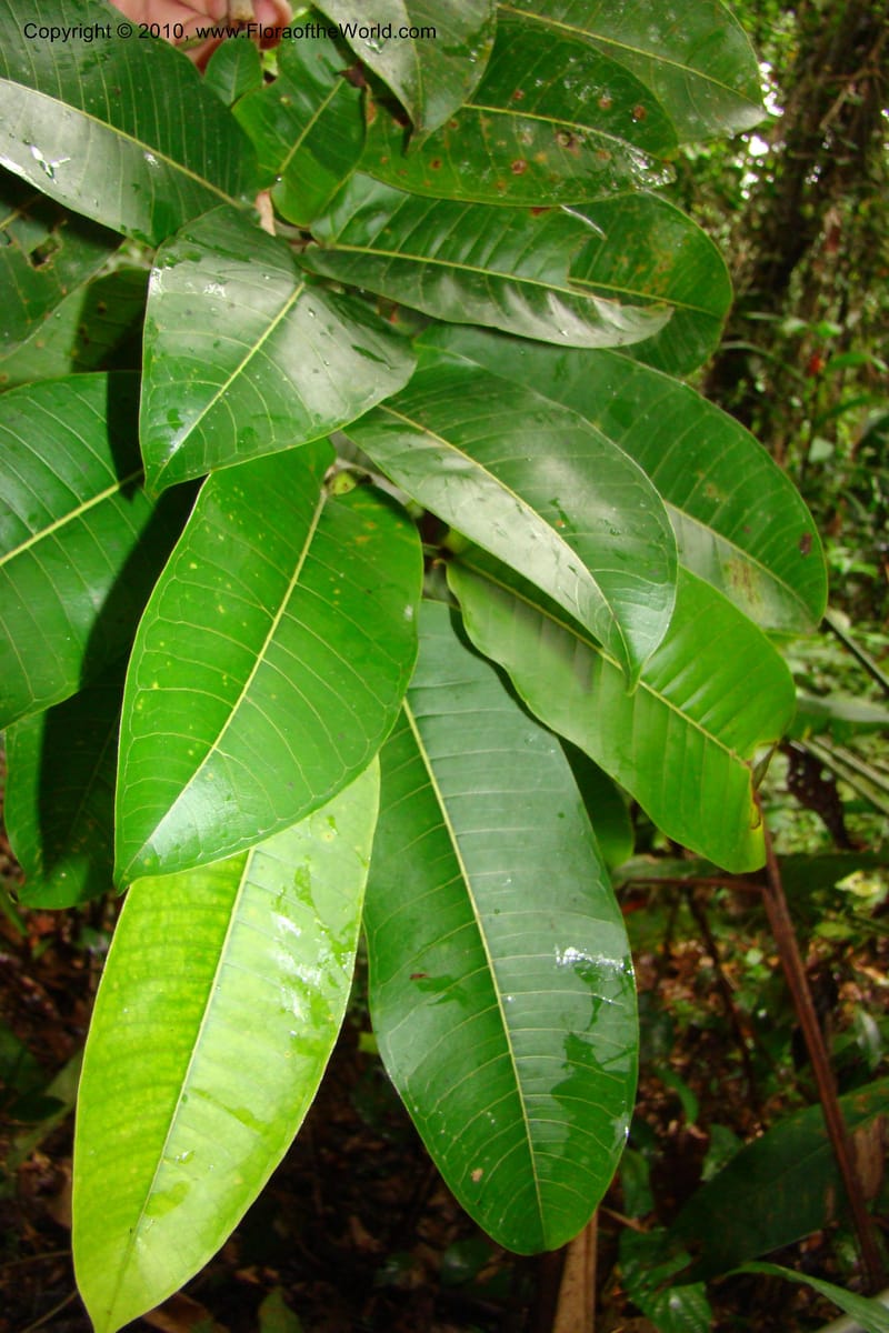 Ficus paraensis, R. Vasquez 34918--Peru. Loreto. Dto. Parinari. Tacshacocha. R. Samiria. 14 Nov 08. 164.jpg