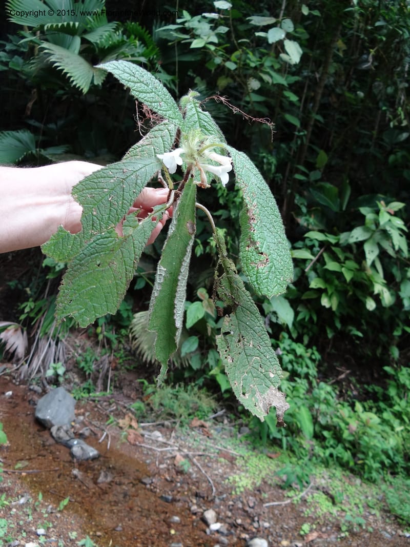 Paradrymonia, Hammel 26108--Costa Rica. Road into Ranchos Tinamu. 3 Mar 2012. DSC03548 (23).JPG