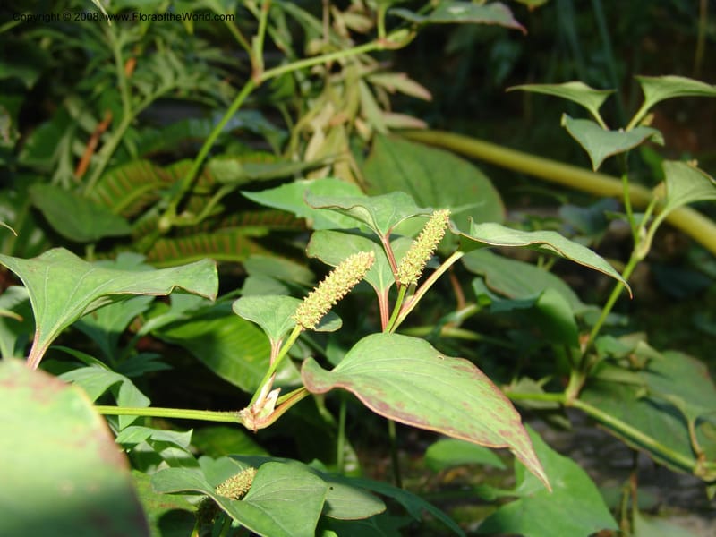 Houttuynia cordata--France. Paris. Jardin des Plantes. 4 Sep 07. 129.jpg