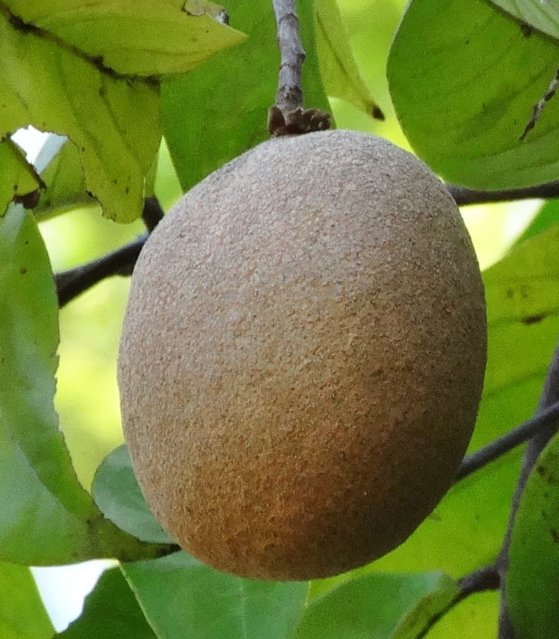 Atuna racemosa, Munzinger, J 7370--Fiji. Wailevu Rd. 6 Nov 2015. FDSC09813 (17).JPG