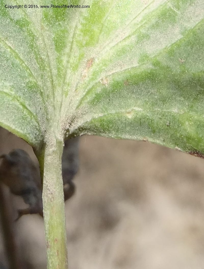 Asteriscium chilensis, Davidson, C 12819--Chile. Ruta J-55 east of Talca. 27 Nov 2014. DSC08479 (91).JPG