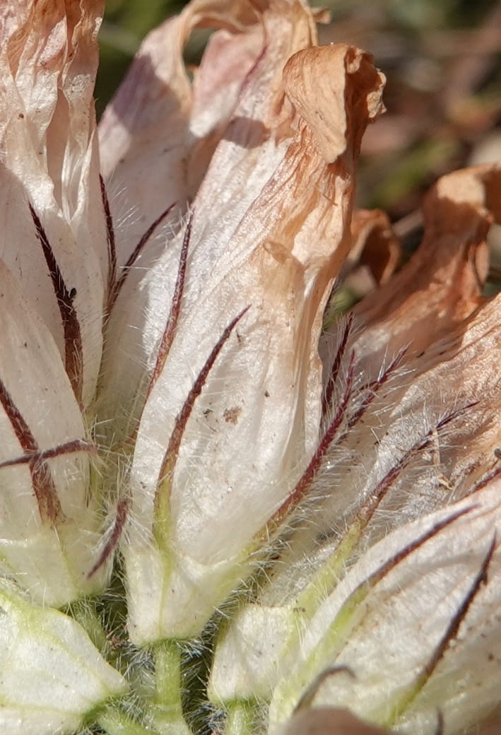 Trifolium macrocephalum, C. Davidson 13789--Oregon. Wallowa Co. Upper Camp Creek Canyon. 5 Jun 2018. DSC05225 (45).JPG