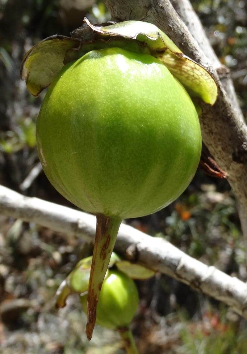 Strasburgeria robusta, Lowry, P 7371--New Caledonia. Mont Dzumac. 12 Nov 2015. DSC01563 (228).JPG