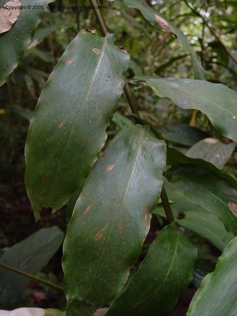 Aframomum sceptrum--Cameroon. Mt. Cameroon. 5 Dec 03. 155.jpg