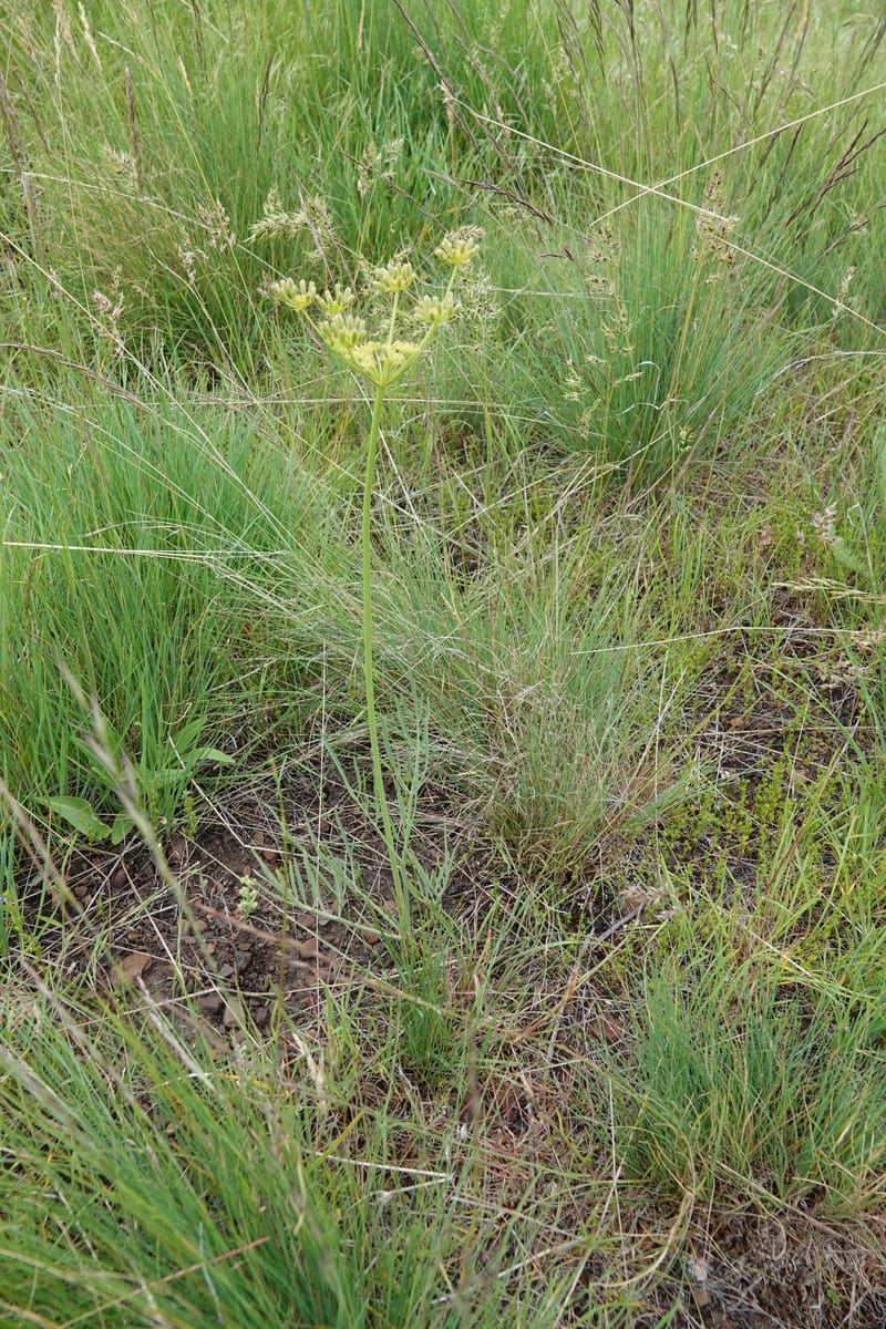 Lomatium triternatum, C. Davidson 13753--Oregon. Wallowa Co. Zumwalt.Trail Cr. Rd. 4 Jun 2018. DSC04078 (136).JPG