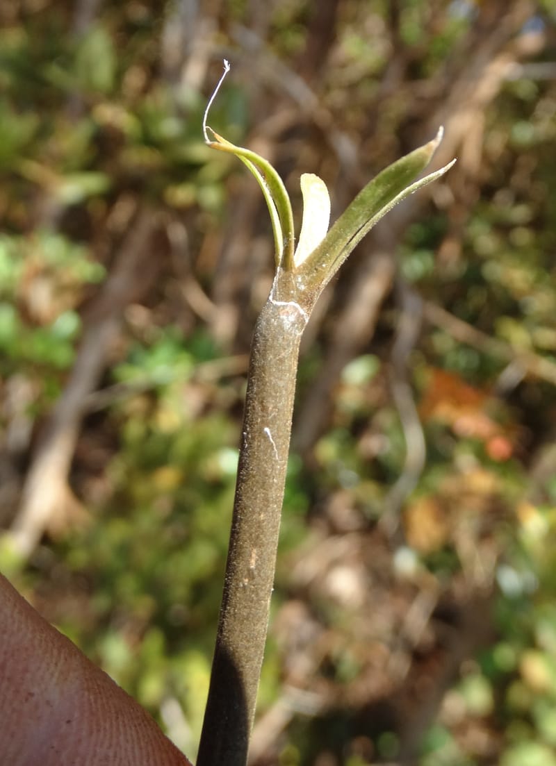 Atractocarpus, Gildas no.--New Caledonia. PinPin. 20 Nov 2015. DSC03938 (569).JPG