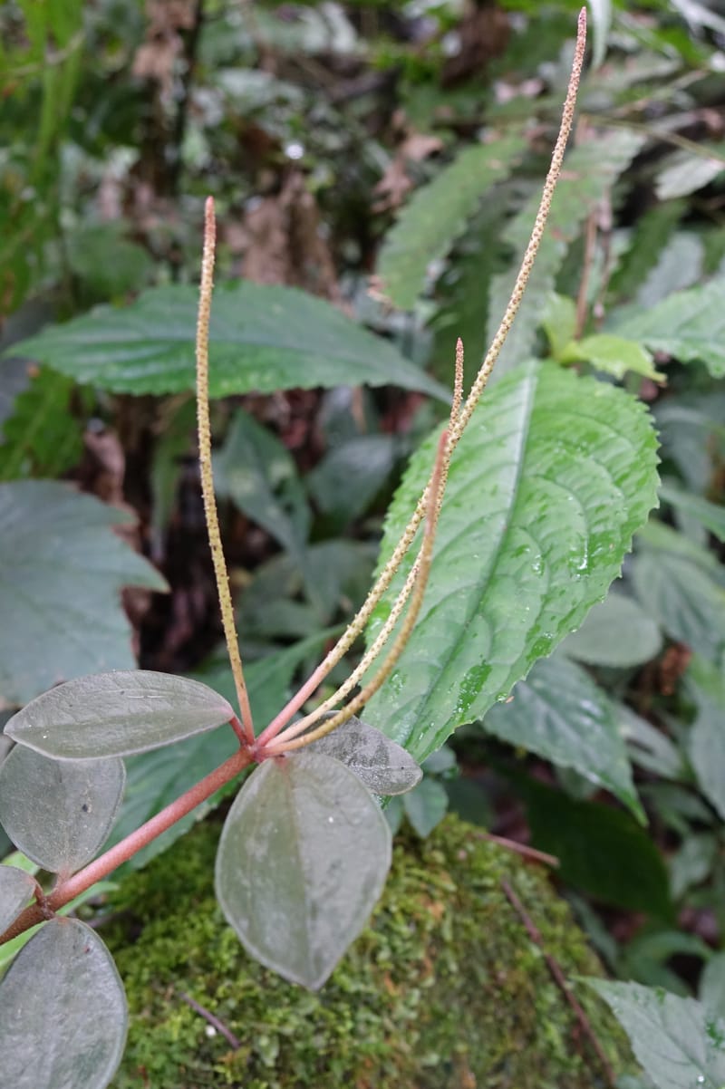 Peperomia sui, Tseng Yu-Hsin 1339--Taiwan. Xitou Nature Education Area. Giant Tree Logging Rd. 22 May 2016. DSC03924 (158).JPG