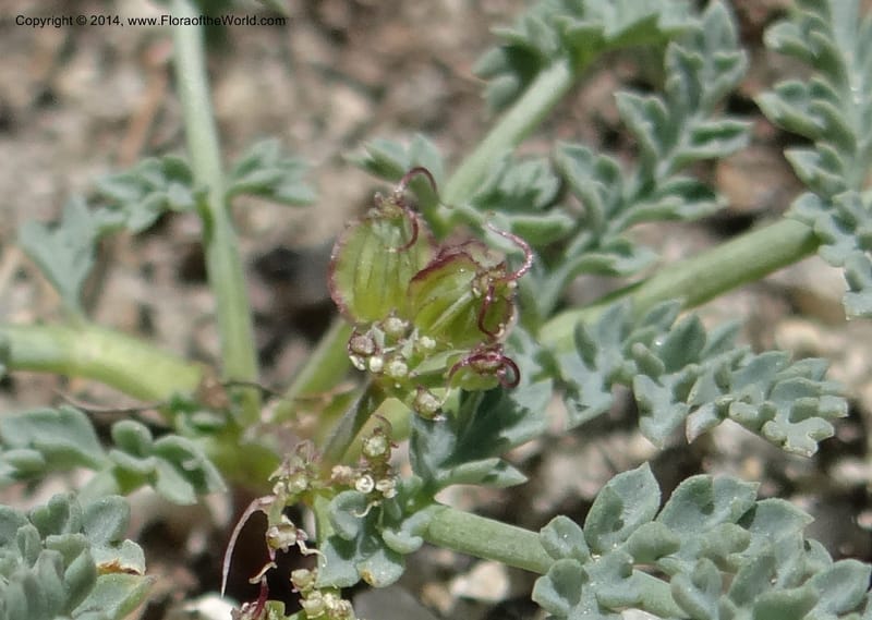 Cymopterus glaucus, Davidson, C 12196--ID. Boise Co. Scott Mtn. Lookout Road. 18 Jun 2013. DSC06609 (127).JPG