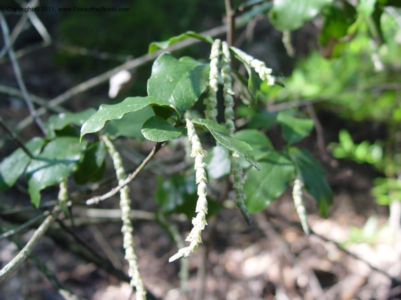 Garrya elliptica--CA. Alameda Co. Huckleberry Bot. Reg. Pres. 11 Feb 04. 017.jpg