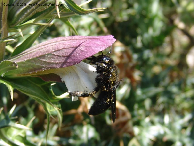 Acanthus spinosus--Crete. Ep. Apokoronos. Aptera. 23 May 05. 095.jpg