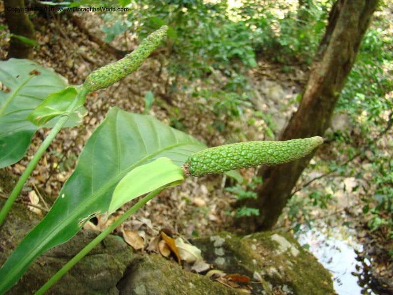 Anthurium acutifolium, B. Hammel 24632--Costa Rica. Puntar. rd betw Atenas and Orotina. 10 Apr 08. 043 (1).jpg