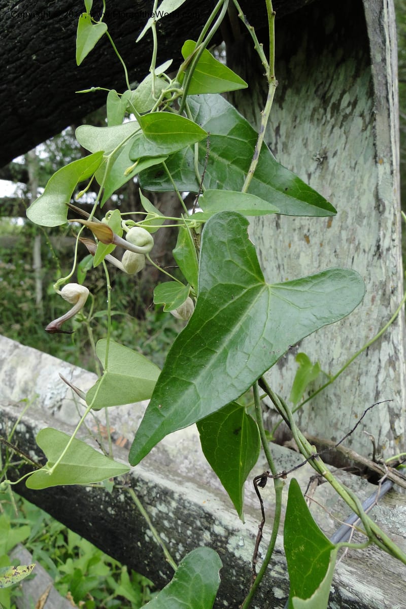 Aristolochia rojasiana, W. D. Stevens 31016--Paraguay. Edo. Pres. Hayes. Rta. 9. 13 Mar 2011. 210 (28).jpg