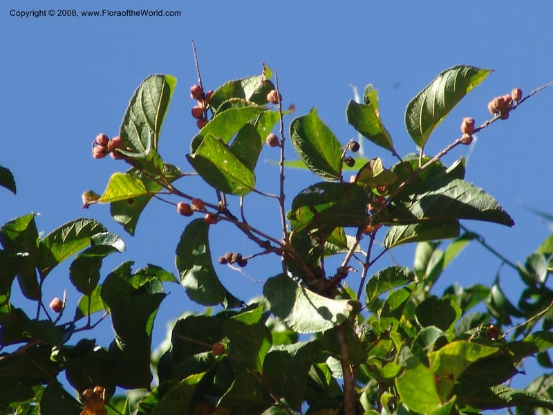 Croton--So.Africa. KZN. Scottburgh, S of Durban. 12 Mch 05. 015.jpg