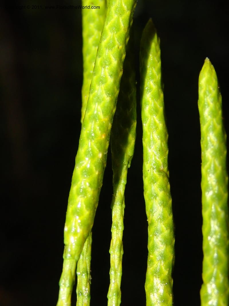 Lycopodium, M. Asanza N. 1994--Ecuador. Prov. Zam. Ch. Podocarpus N. Pk. 26 Sep 07. 151 (2).jpg