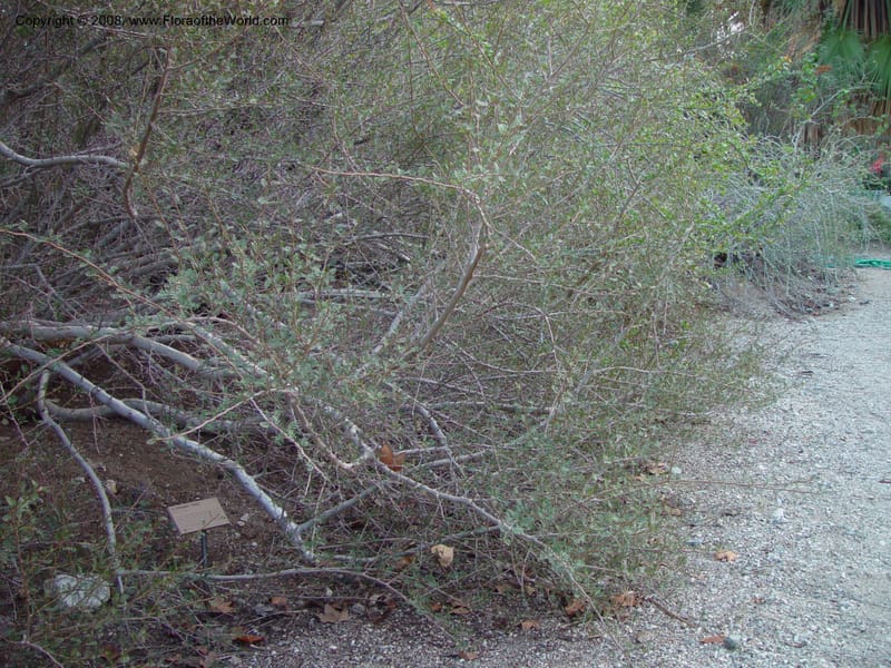 Bursera microphylla--CA. The Living Desert Zoo & Gardens, Palm Desert. 15 Feb 03. 001.jpg