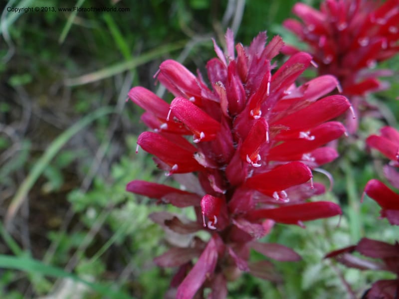 Pedicularis densiflora, Davidson, C 12118--Calif. Trinity Co. Hwy 299. 15 Apr 2013 (13).JPG