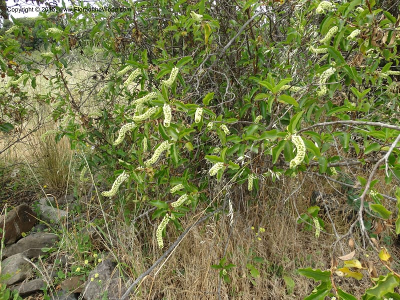 Escallonia pulverulenta--Chile. Jardin Botan., Univ. Talca. 22 Nov 2014. DSC06072 (50).JPG