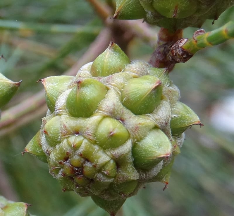 Gymnostoma, Lowry, P 7376--New Caledonia. Mont Dzumac. 12 Nov 2015. DSC01563 (564).JPG