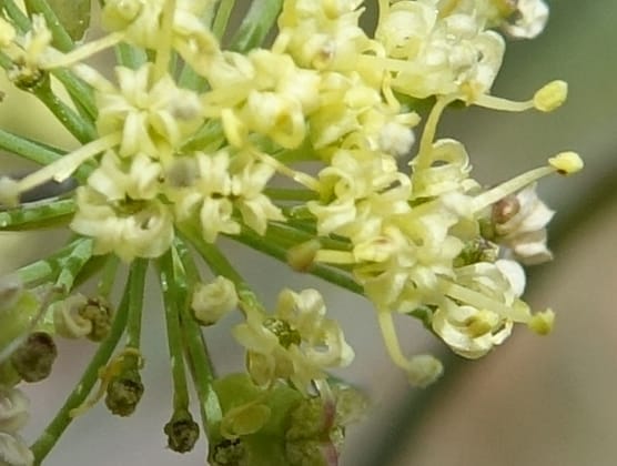 Lomatium nudicaule, C. Davidson 13561--ID. Blaine Co. Rock Creek Preserve. TNC. 14 May 2017. DSC00477 (68).JPG