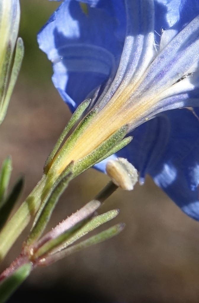 Lechenaultia biloba, not collected--Australia. W.A. Flora Rd. 22 Oct 2016. DSC03739 (64).JPG