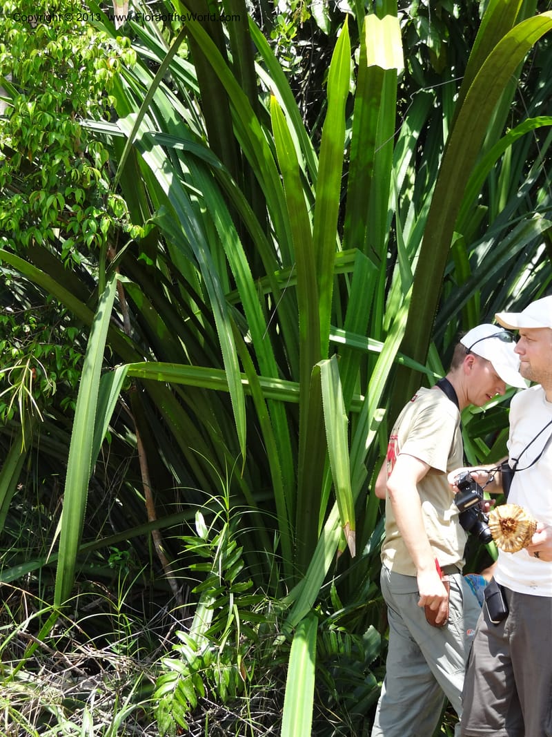 Pandanus kamiae, Callmander, M 1021--Sabah. Klias Forest Reserve. 3 Apr 2012. DSC06489 (89).JPG