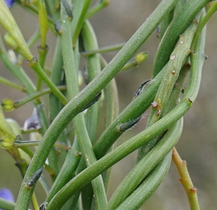 Comesperma volubile, Gray, B 9749--Australia. W. A. S of Sterling Range Rd. on Red Gum Pass Rd. 30 Oct 2016. DSC06952 (34).JPG