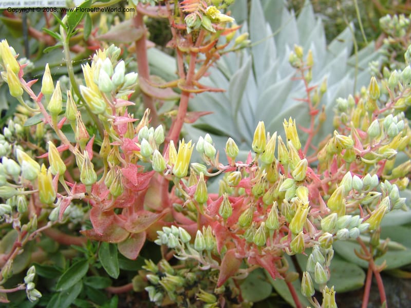 Dudleya brittonii, 93.0424--CA. UC Berkeley Bot. Garden. 31 May 07. 003.jpg