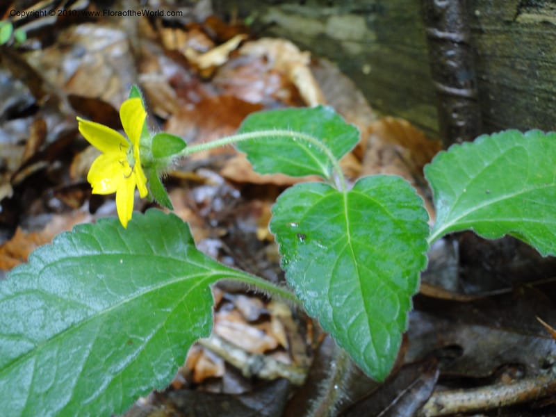 Chrysogonum virginianum, Mori, S 27435, USA, North Carolina, Durham County, Duke Forest, Gate 26 New Hope Drainage, 24 May 2010 (2).JPG