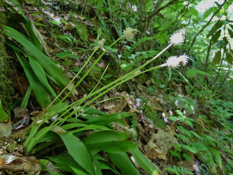 Cymophyllus fraserianus, Davidson, C 12984--North Carolina. Clay Co. Perry Gap Rd, Barnard's Cr. 13 May 2015. DSC04860 (87).JPG
