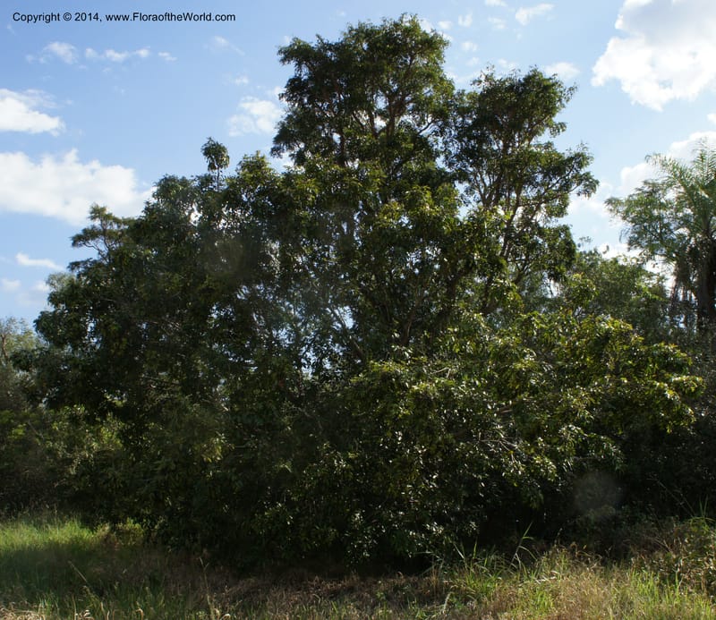 Tapirira guianensis, Stevens, W.D. 31082, Cerro Cora, 15 Mar 2011 4129 (1).JPG