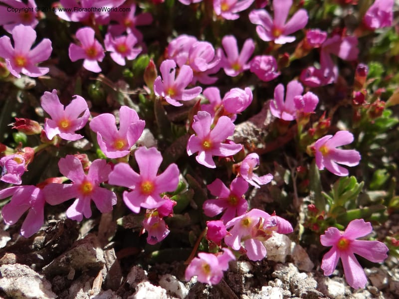 Douglasia, Davidson, C 12194--ID. Boise Co. Scott Mtn. Lookout Road. 18 Jun 2013. DSC06609 (73).JPG