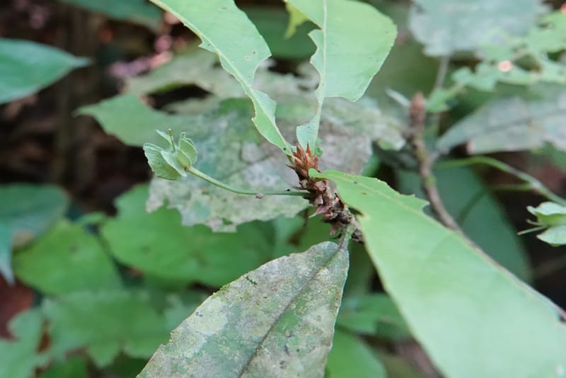 Poggea alata, C. Davidson 13956--Gabon. Arb. Sibang. 5 Nov. 2018. DSC02235 (37).JPG