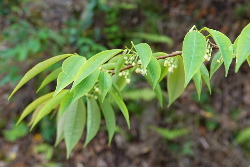 Erythroxylum sinense, D. Boufford 44093--China. Yunnan. Xia Jin Chang village. 29 Apr 2018. DSC00078 (22).JPG
