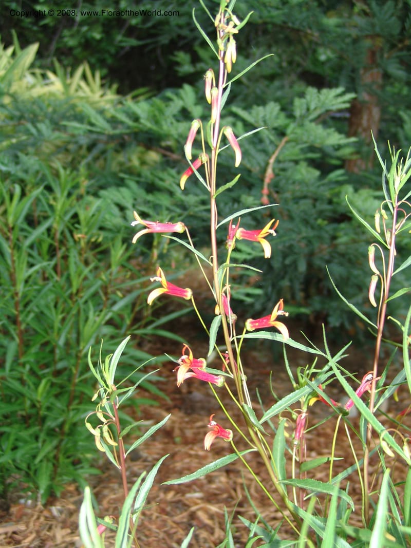 Lobelia laxiflora--CA. McConnell Arboretum, Redding. 4 Jun 07. 126.jpg
