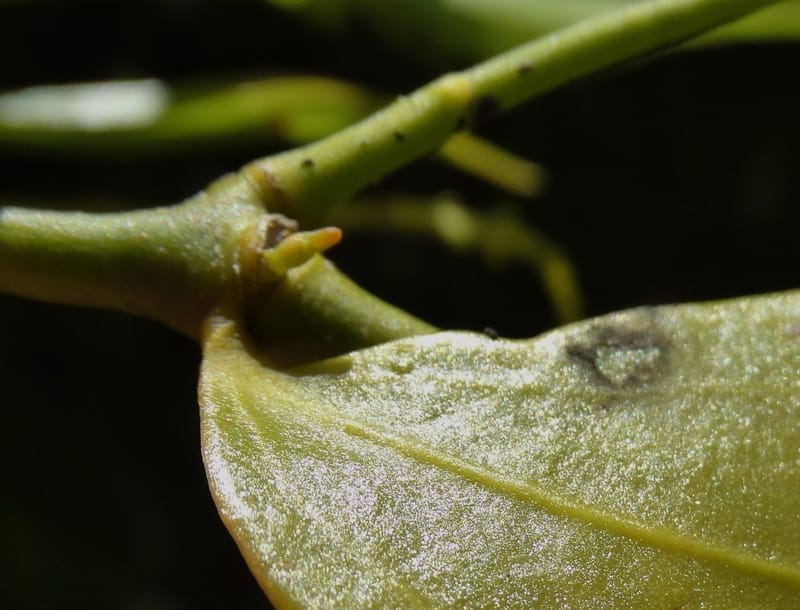Ginalloa arnottiana, Davidson, C 12928--Sabah. Near generation plant. 28 Mar 2015. DSC01259 (26).JPG