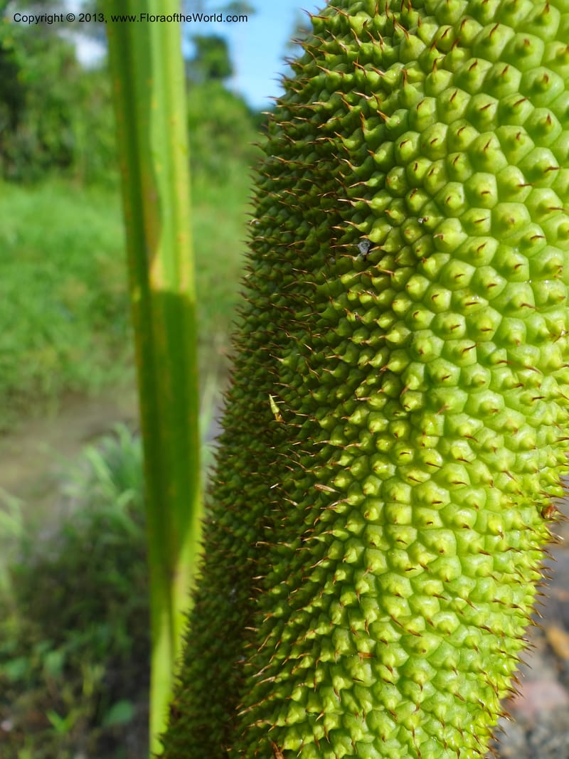 Pandanus helicopus, Callmander 1023--Sabah. Klias Forest Reserve. 3 Apr 2012. DSC06489 (207).JPG