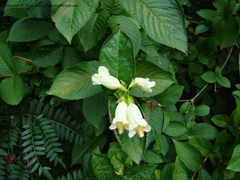 Weigela middendorffiana, 14066-0223-1993--Canada. BC. Univ. BC Bot. Garden. 27 Jul 08. 320.jpg