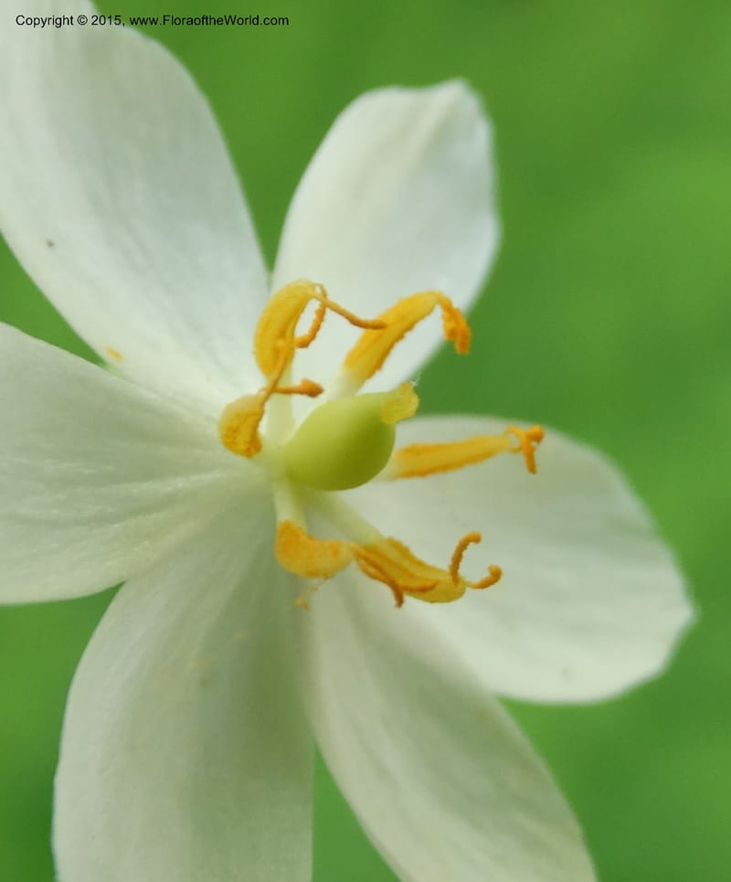 Diphylleia cymosa, Davidson, C 12981--North Carolina. Clay Co. Perry Gap Rd, Barnard's Cr. 13 May 2015. DSC04860 (17).JPG