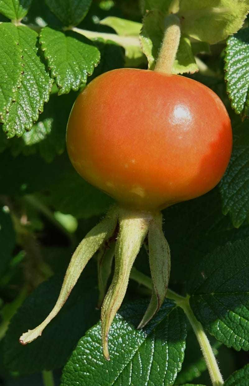 Rosa rugosa--Japan. Hokkaido. White Silver Waterfall. 5 Aug 2016. DSC01313 (13).JPG
