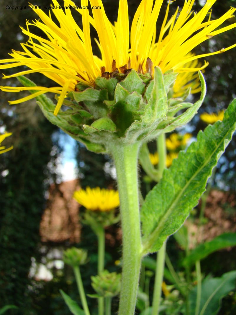 Inula magnifica--Slovenia. Ljubljana. University Botanical Garden. 7 Jul 08. 115.jpg