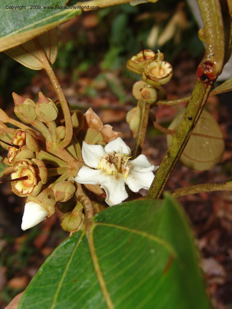Blakea, DNeill15917--Ecuador. Prv. Zam. Ch. C del Condor. Wawaime plot. 22 Sep 07. 424.jpg