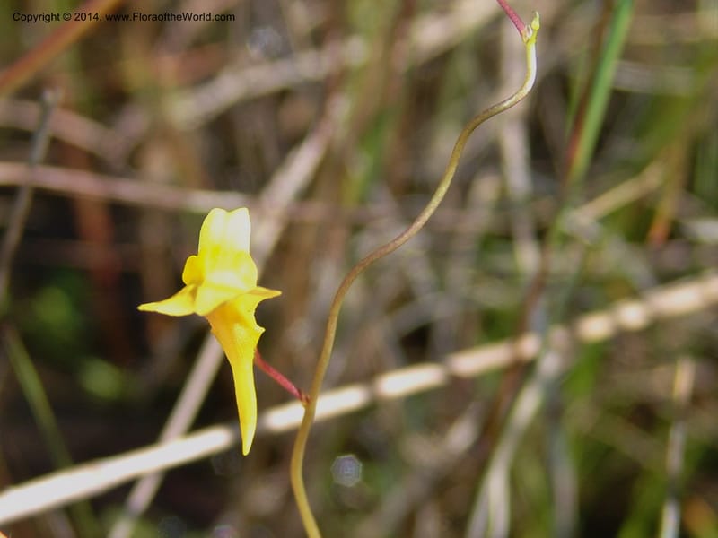 Utricularia prehensilis--So.Africa. E. Cape. Umtamvuna Nat. Res. 11 Mch 05. 267a.jpg
