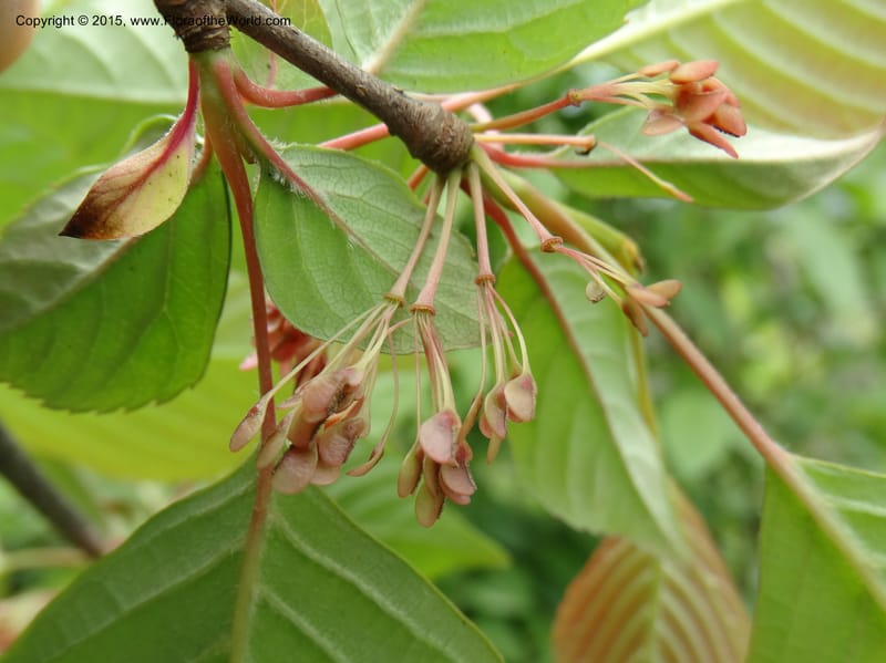 Euptelea pleiosperma, Boufford, D 43587--China. Sichuan. Tudiling Tunnel. 6 May 2014. DSC03860 (134).JPG