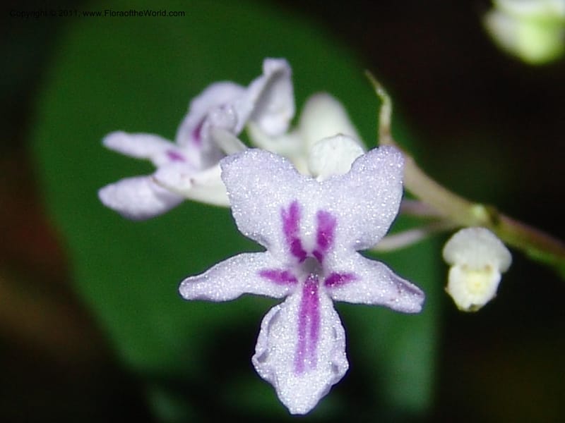Plectranthus, ROR1600--Madag. Parc Nat. Montagne d'Ambre. 11 Nov 06. 397.jpg