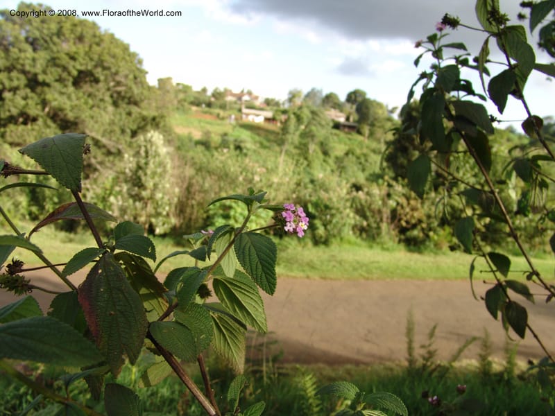 Lantana trifolia--Kenya. Brackenhurst Bot. Gard., Limuru. 26 Jun 04. 002.jpg