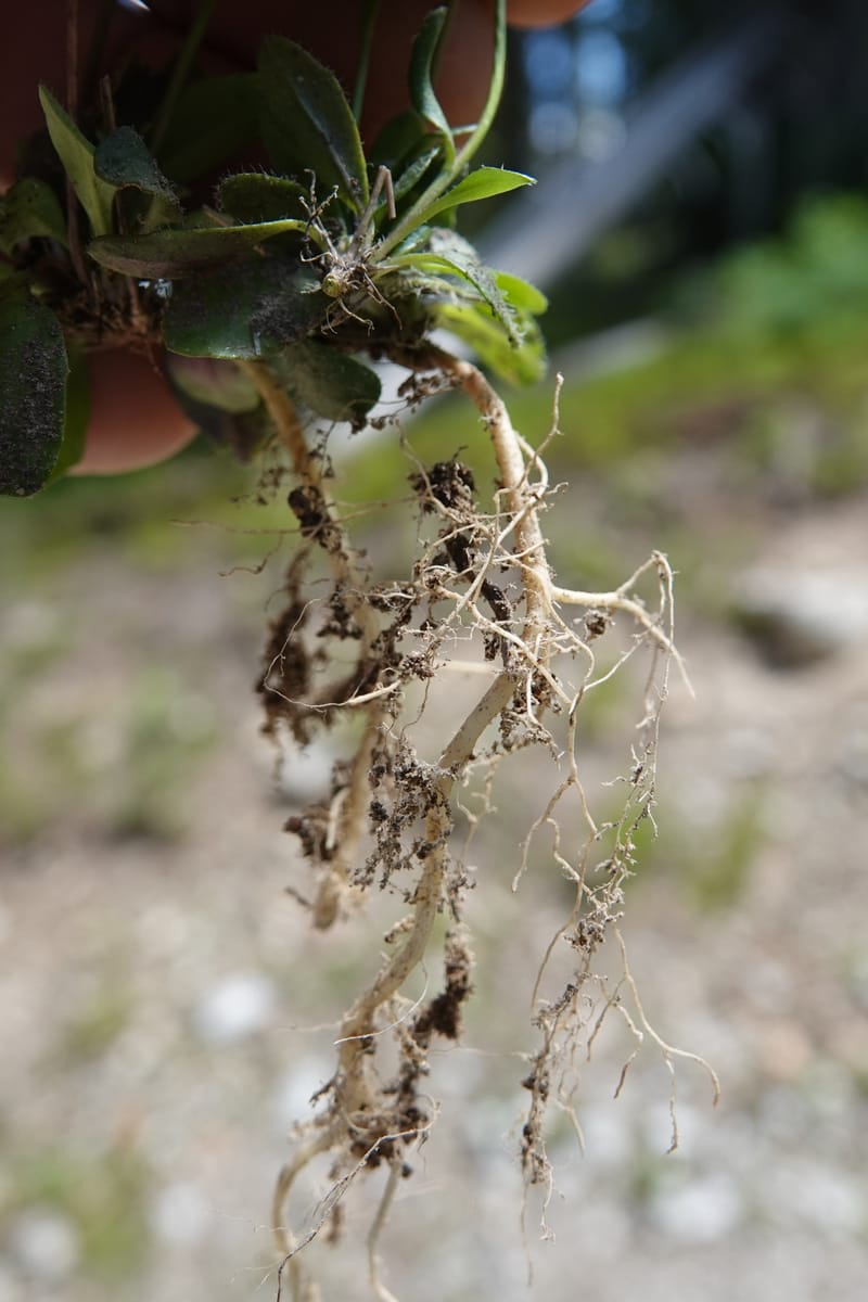 Arabis nuttallii, C. Davidson 14036--ID, Valley Co. Elkl Summit. 18 July 2019. DSC00995 (25).JPG