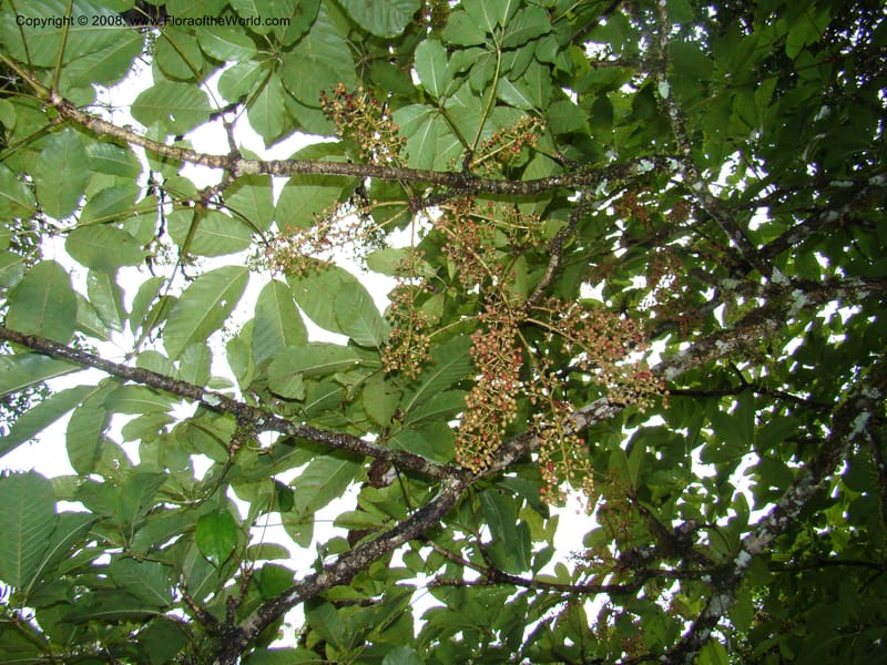 Schefflera stolzii, RGereau7021--Tanz. Mbeya Rural Distr. Ngozi Crater. 26 Jan 08. 187.jpg