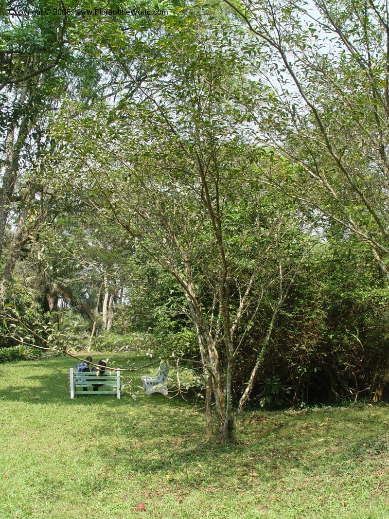Ficus gillettii--Ghana. Aburi Botanic Garden. 11 Dec 03. 329.jpg