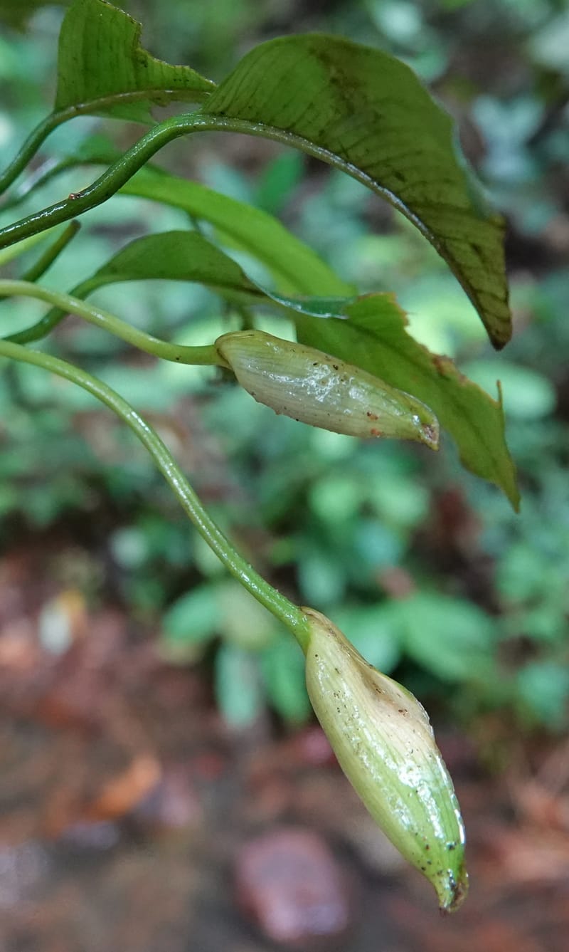 Anubias, C. Davidson 13942--Gabon. Maurel & Prom Oil Rd. 2 Nov. 2018. DSC01376 (65).JPG
