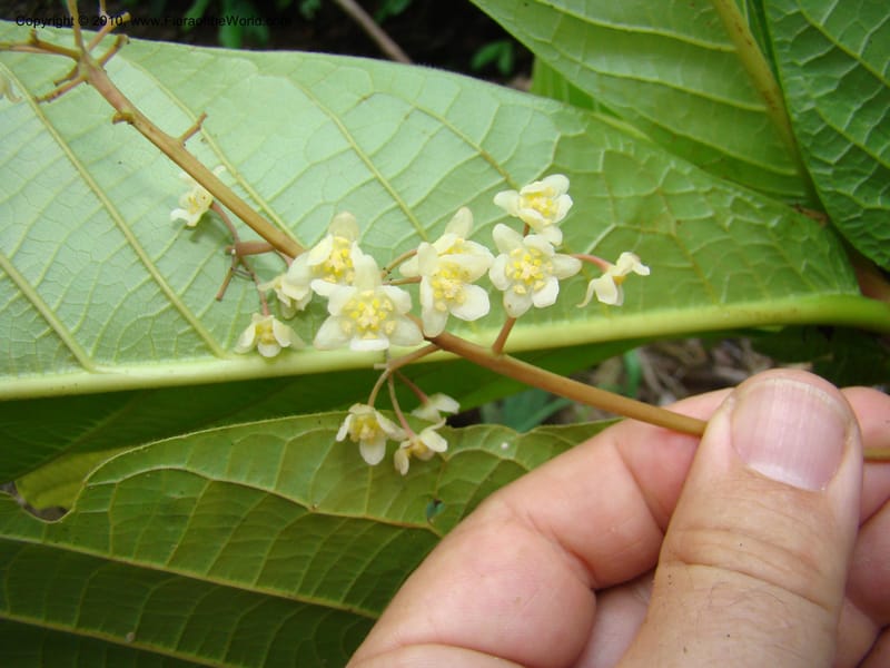 Ocotea valerioides, B. Hammel 24650--Costa Rica. Prov. Limon. Selva Bananito Lodge. 12 Apr 08. 293 (2).jpg